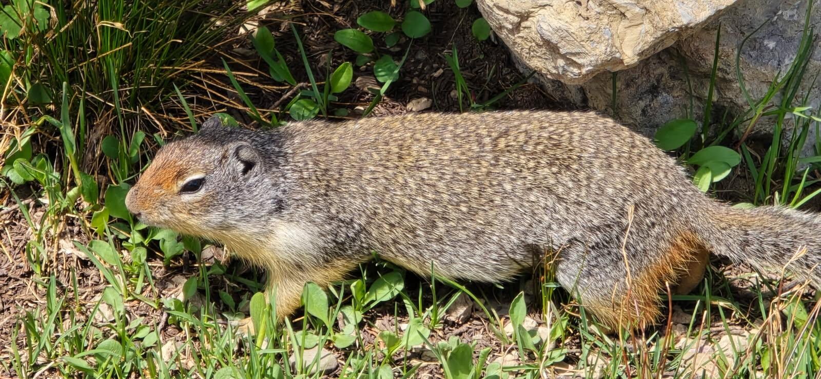 Friendly little squirrel
