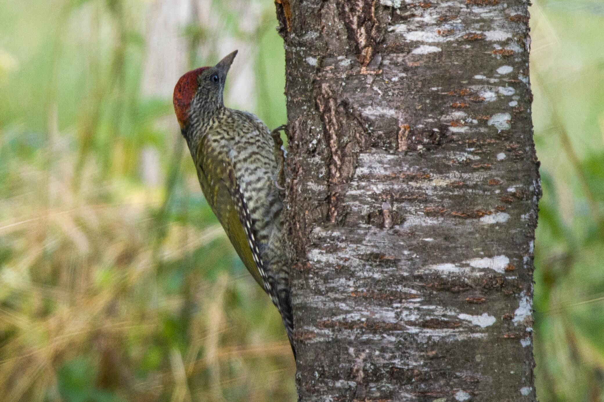 Juvenile Green Woodpecker in the little orchard by the house.