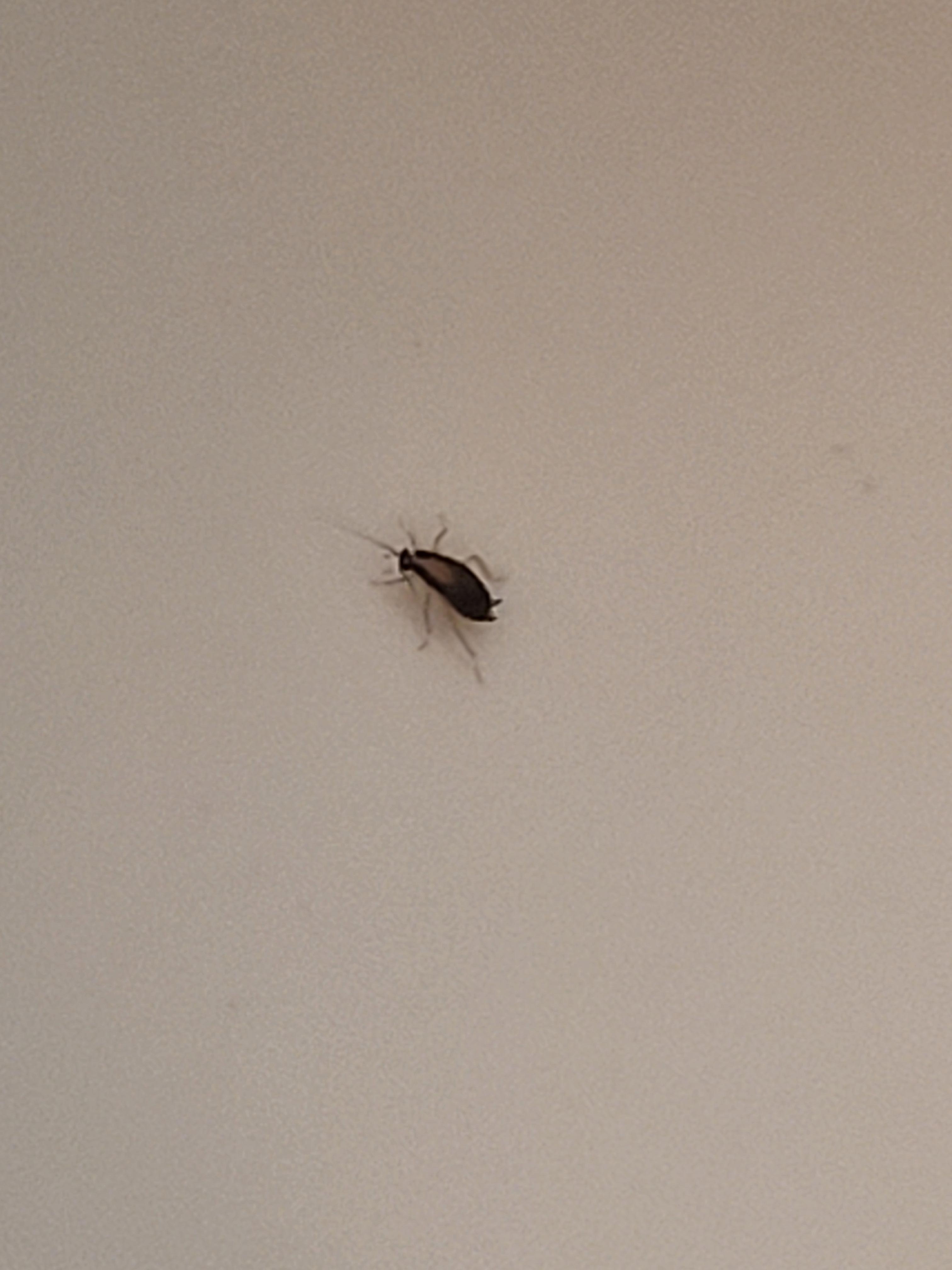 1 of many Roaches/bugs