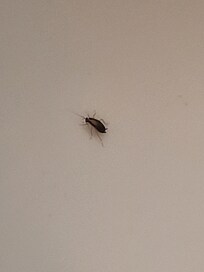 1 of many Roaches/bugs