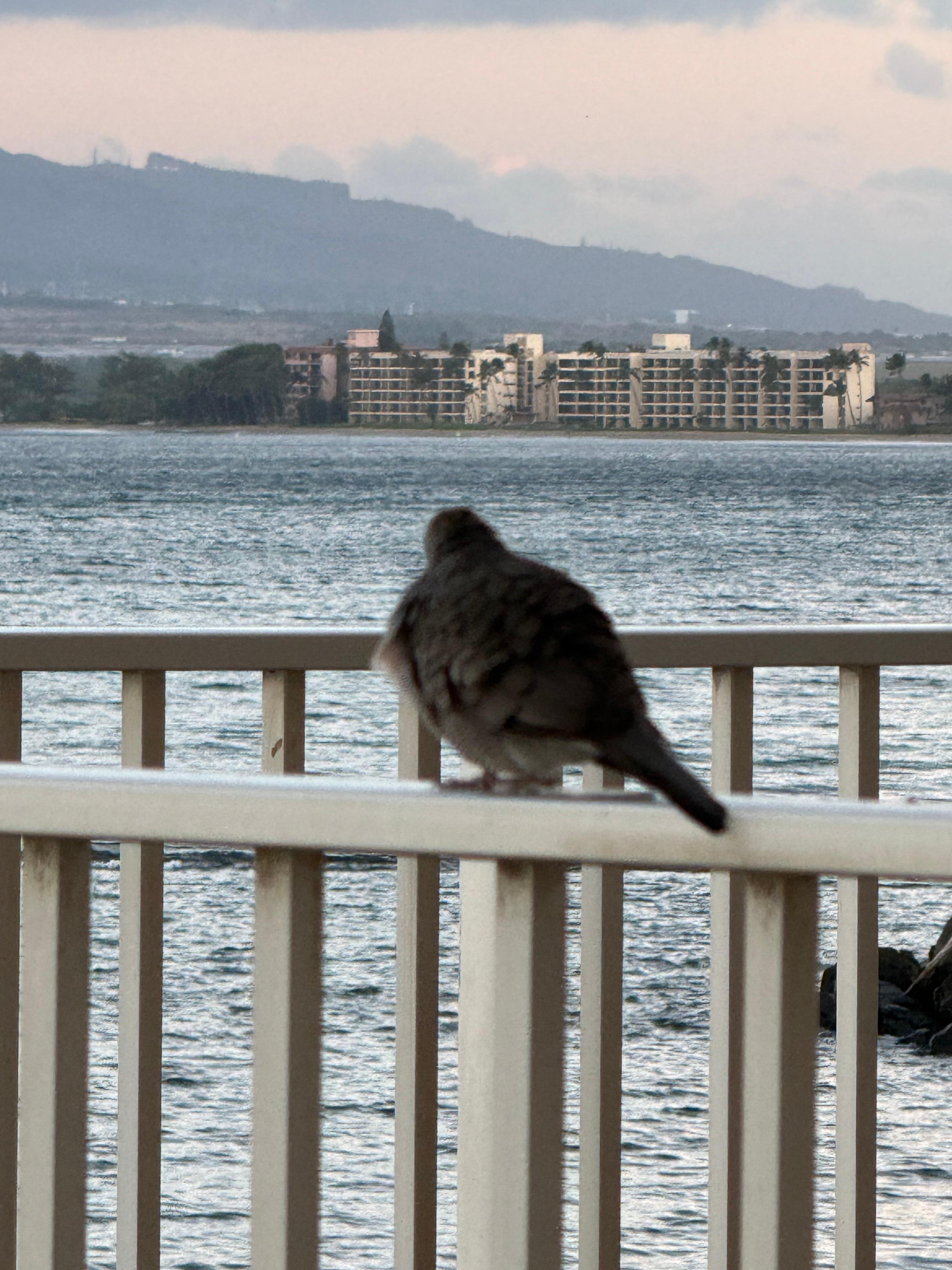We loved our visits from the little doves