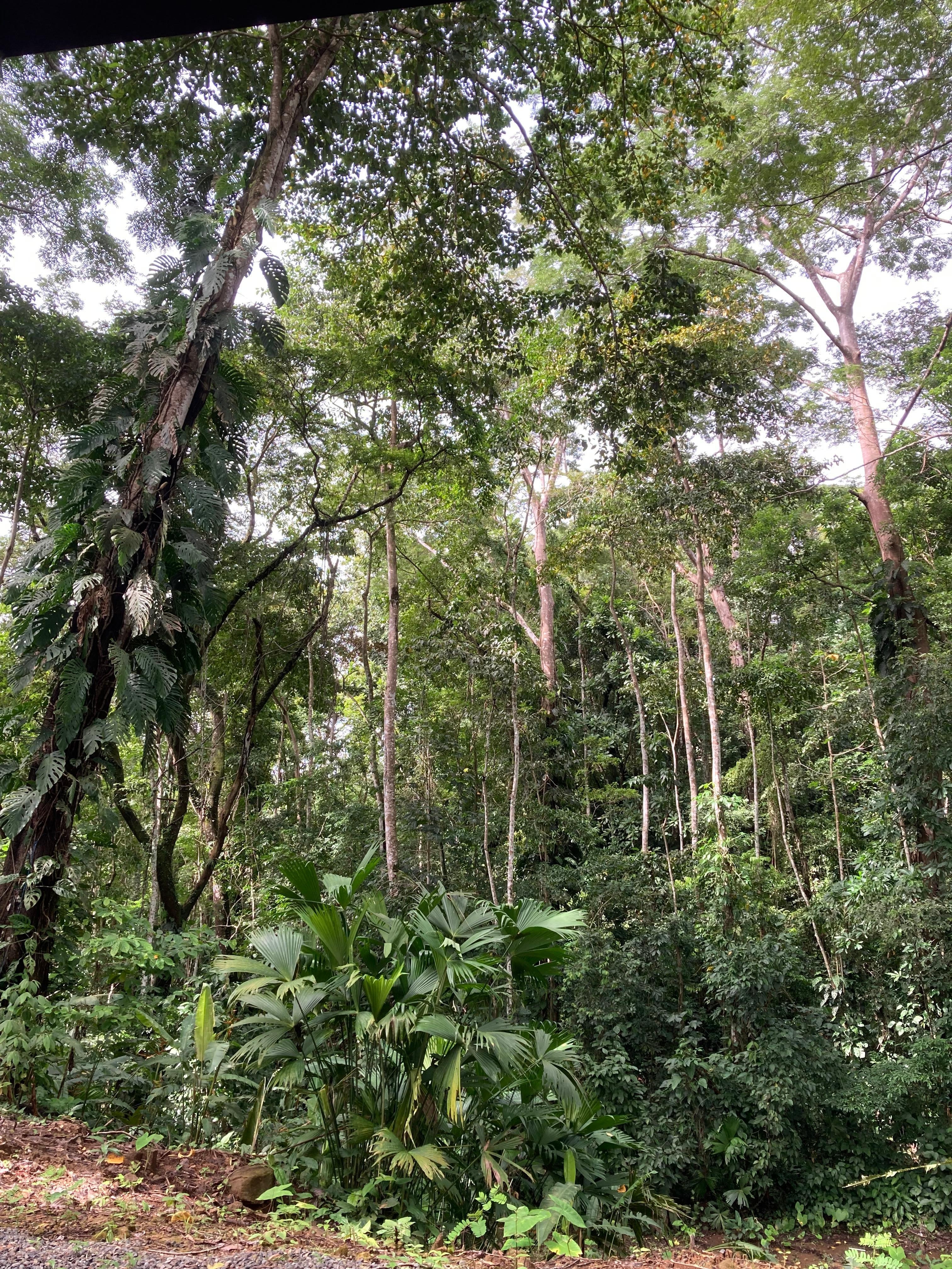 The forest around our cottage 