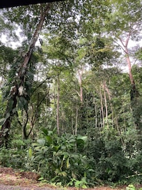 The forest around our cottage