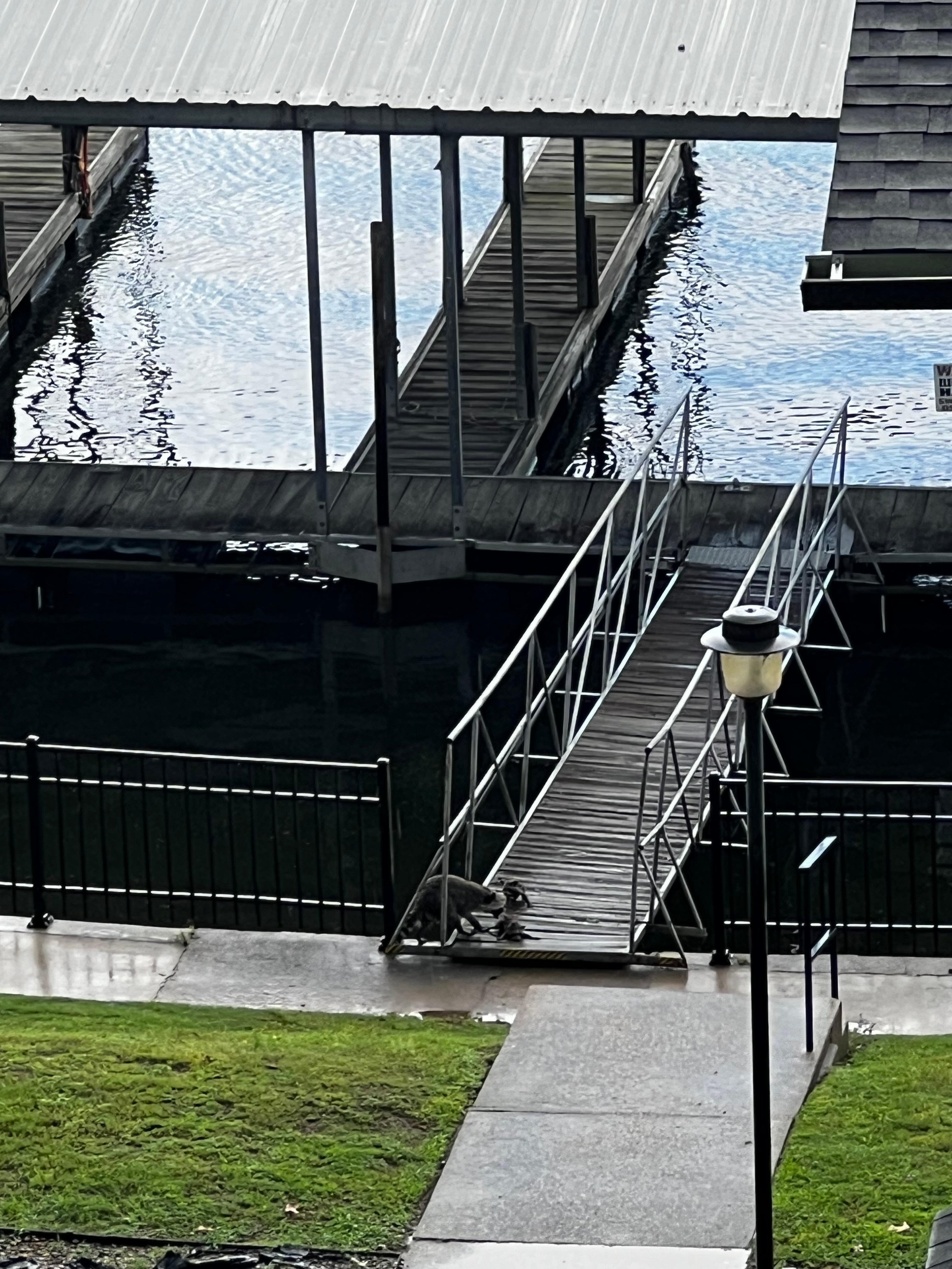 Local Raccoon mom & her babies at the dock. 
