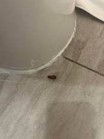 We found a roach in the bathroom. I could hardly sleep that night thinking there could be more in the room.