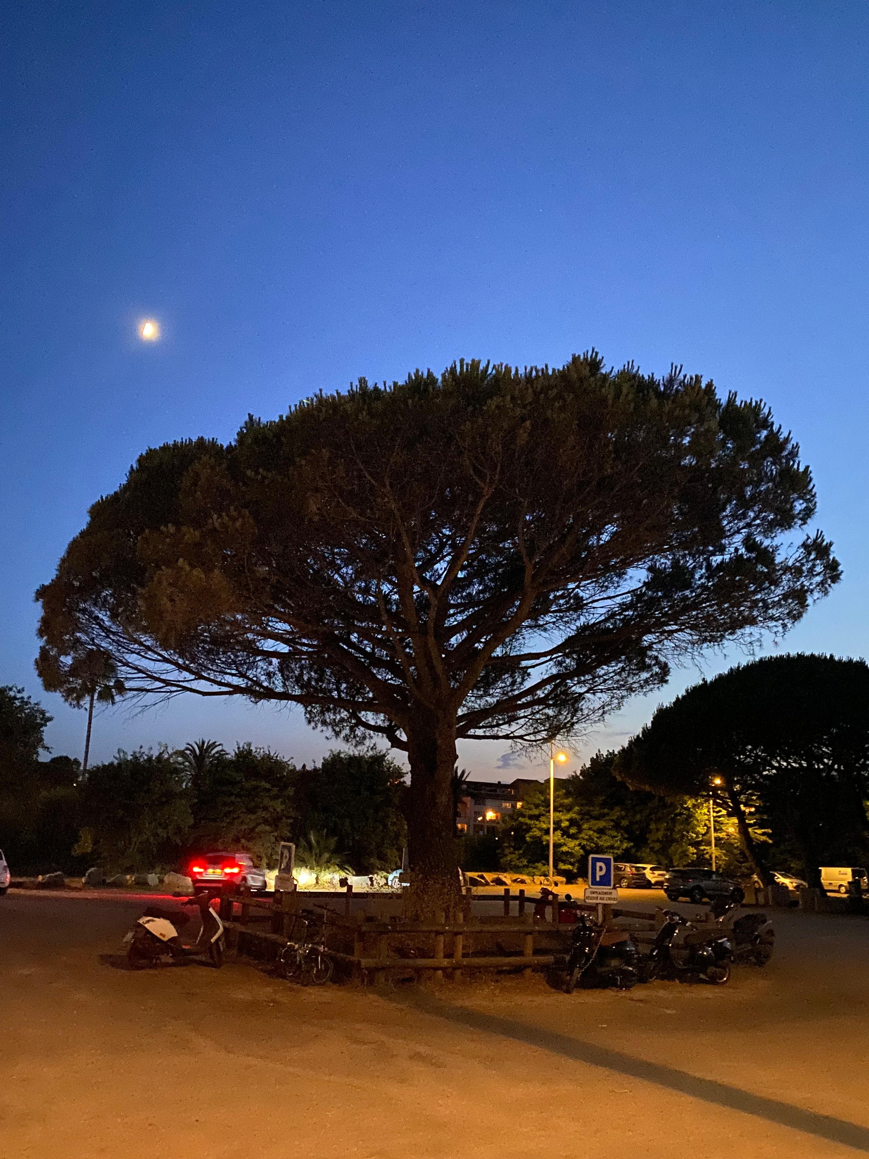 Tree in the car park behind the beach