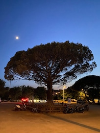 Tree in the car park behind the beach