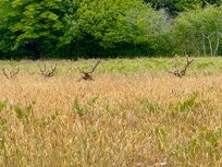 Prairie Creek Roosevelt Elk