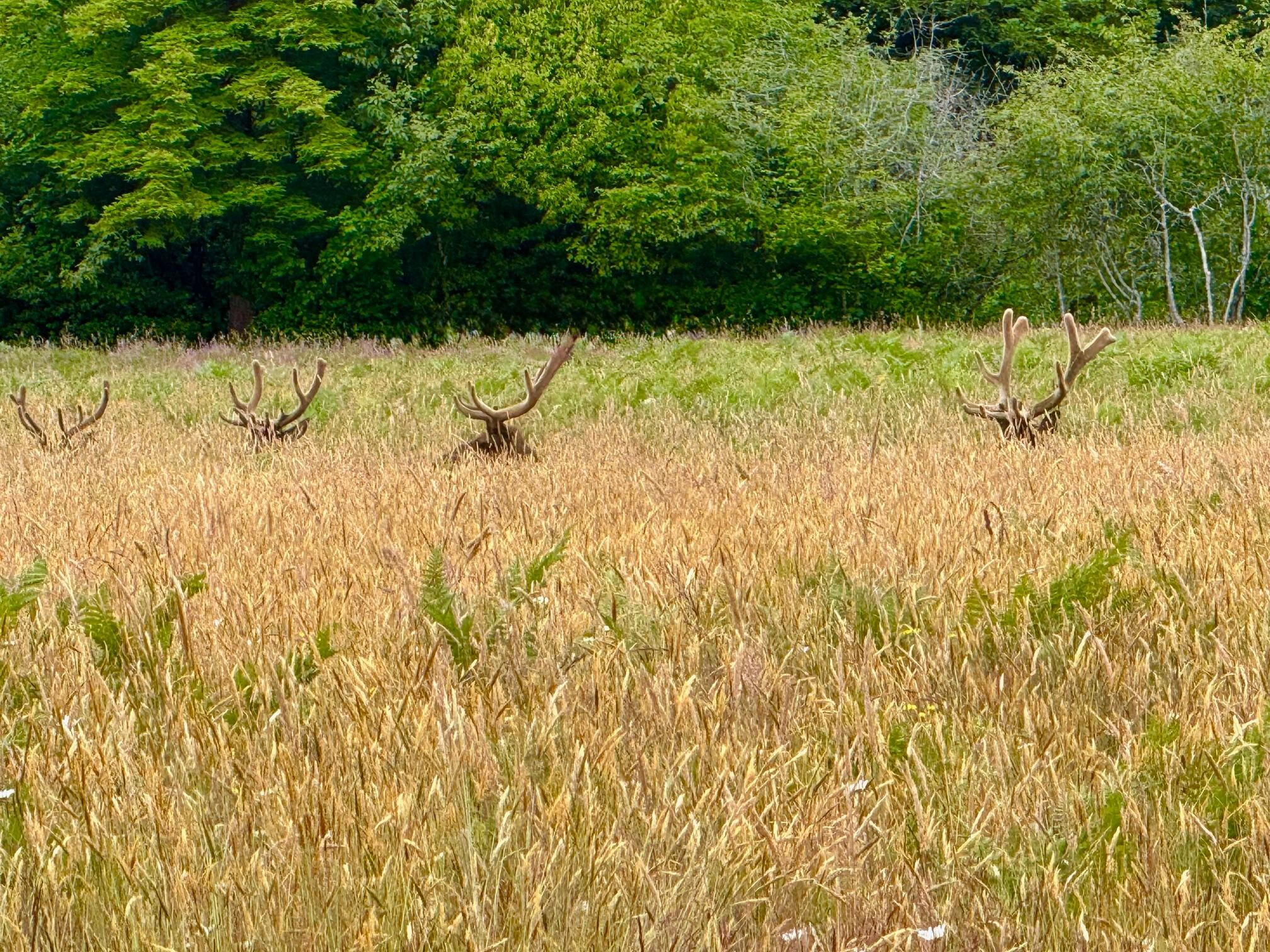 Prairie Creek Roosevelt Elk