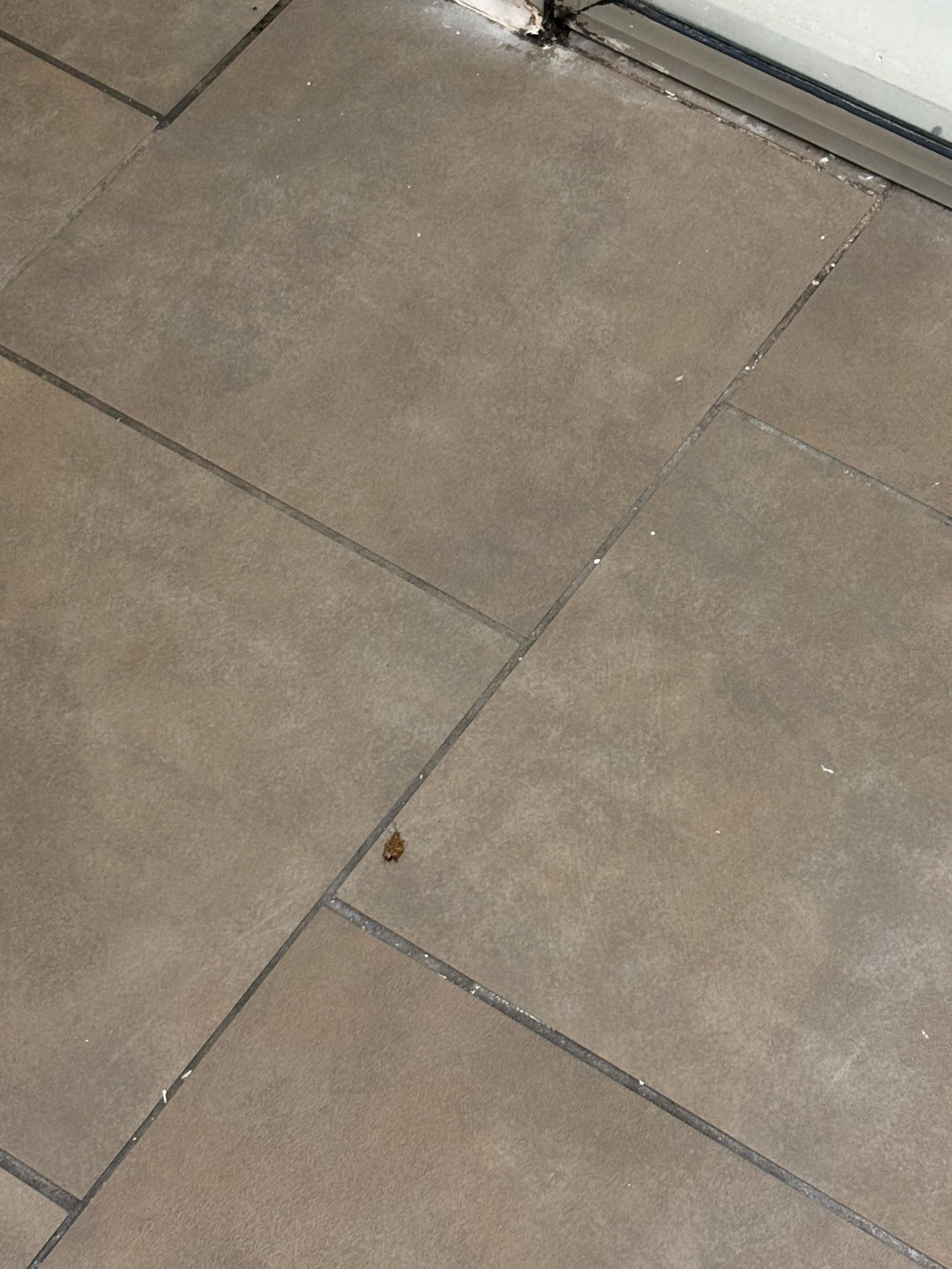 Roach on bathroom floor that I killed