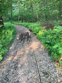 On the trail