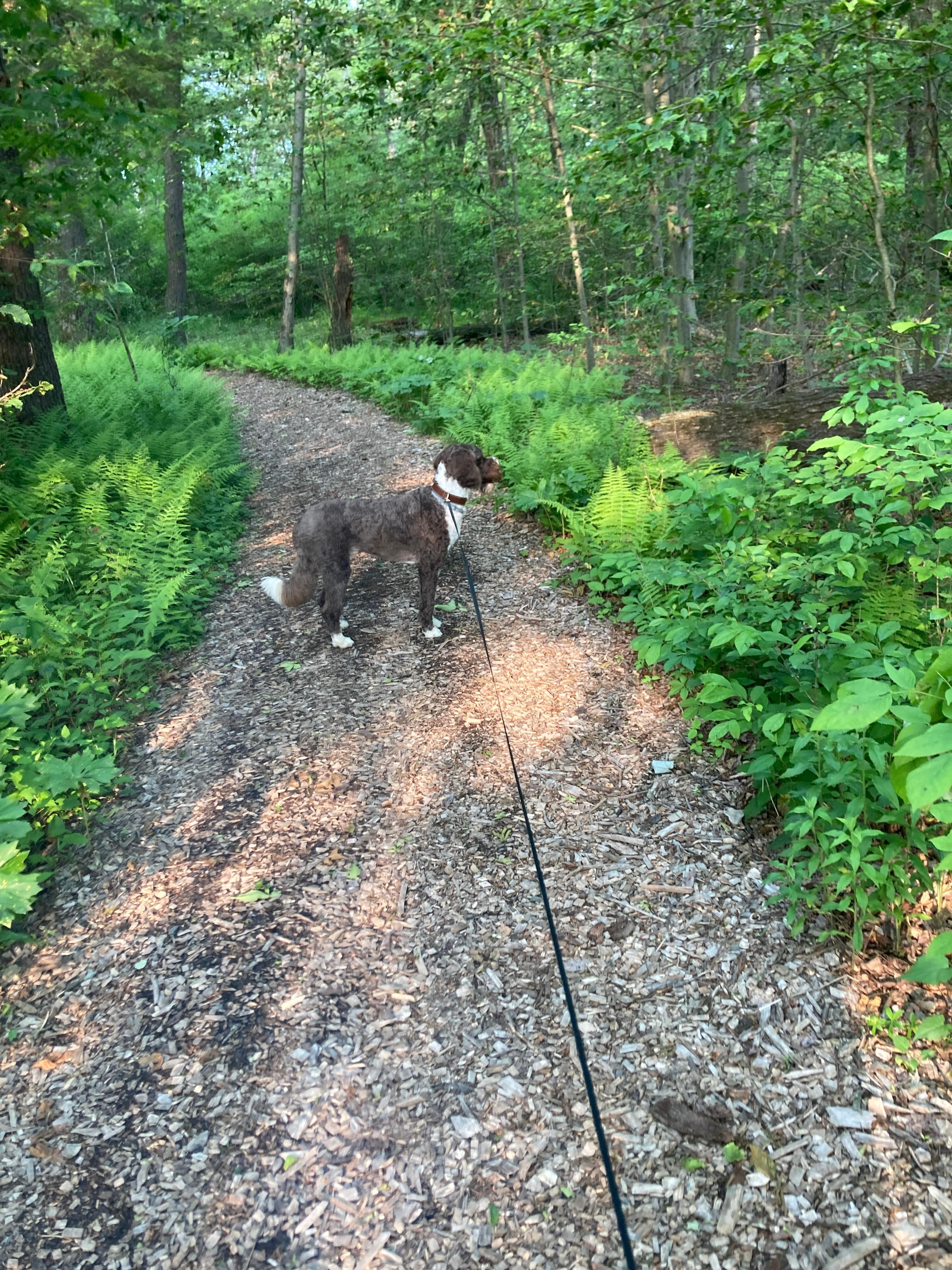 On the trail