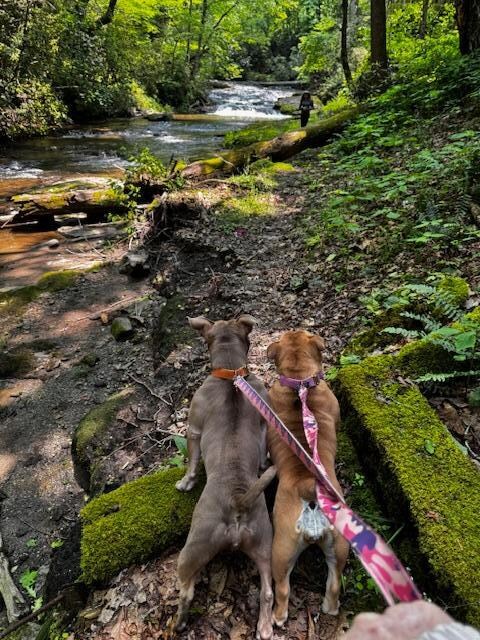 They see their sister in the distance!!