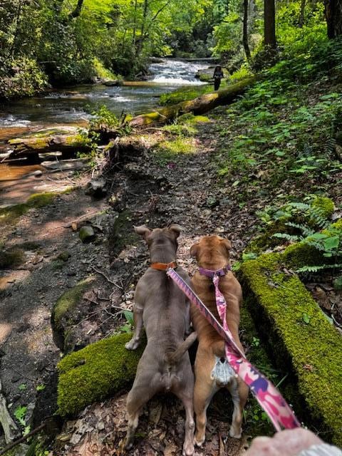 They see their sister in the distance!!