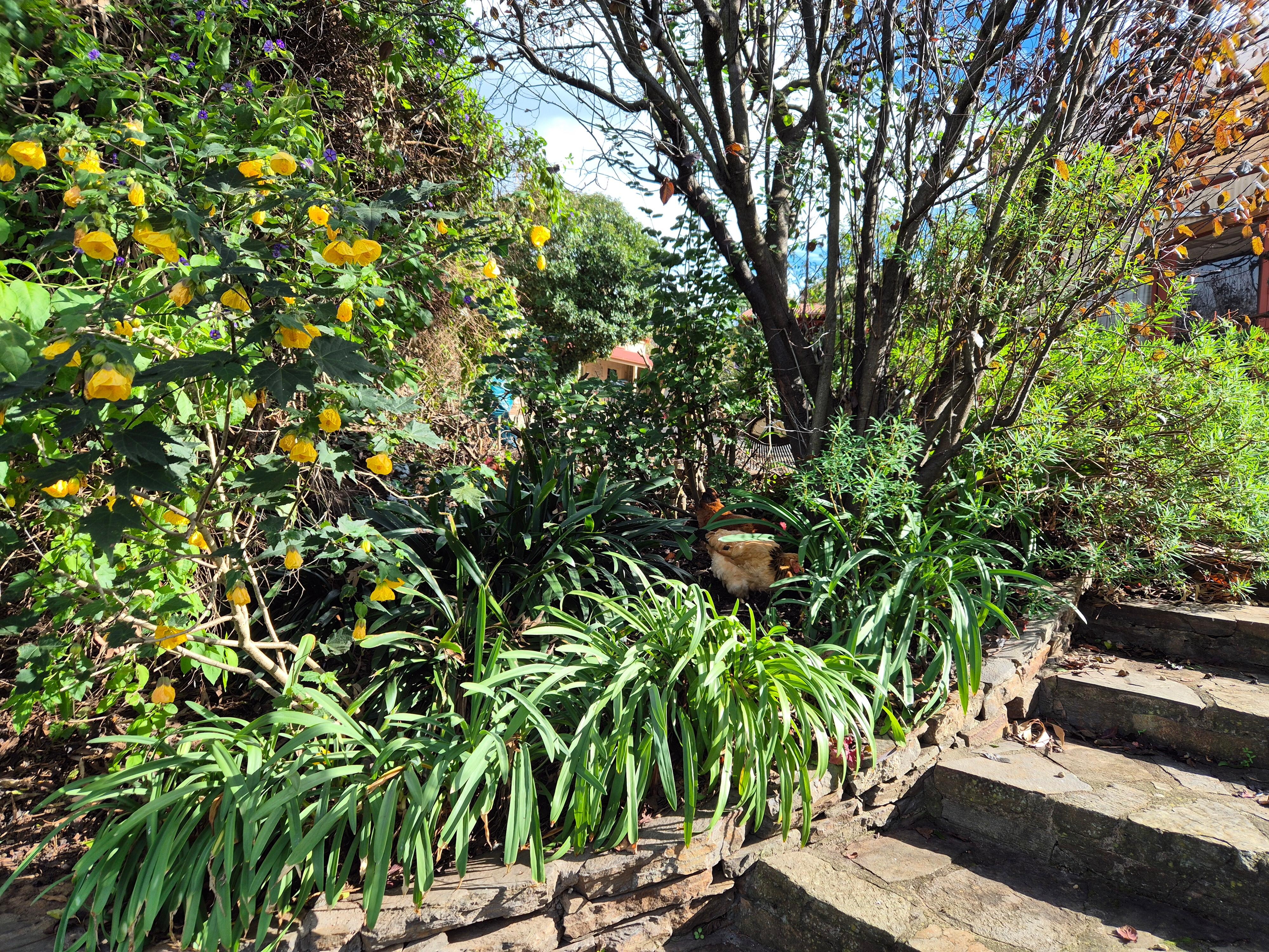 Part of the delightful garden