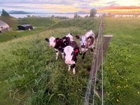 The Chief Cow and council