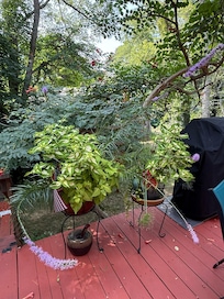 Sample pic of the lush plantings around the deck.