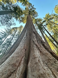 General Grant did not disappoint and was a short hike from the lodge