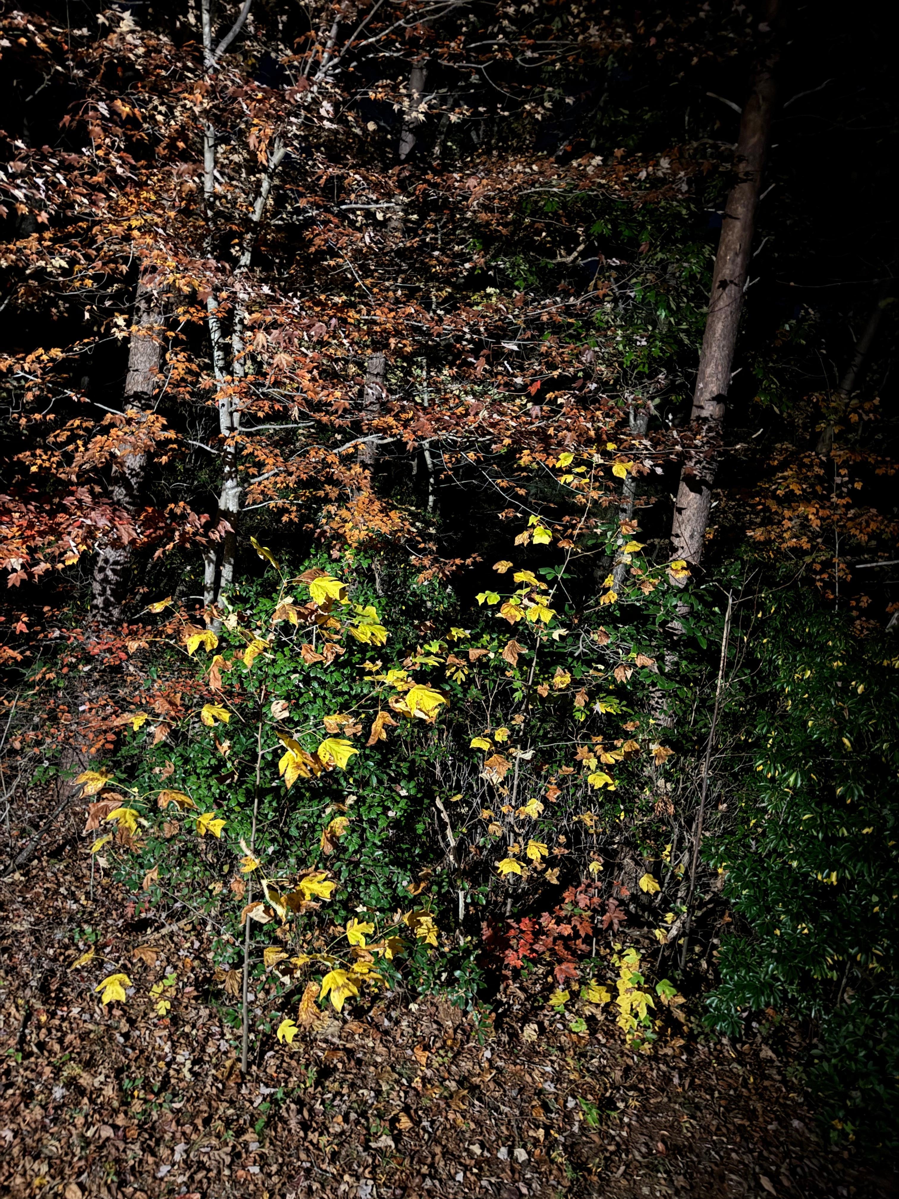 view from the back porch 