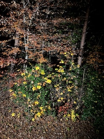 view from the back porch