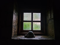 My bathroom window