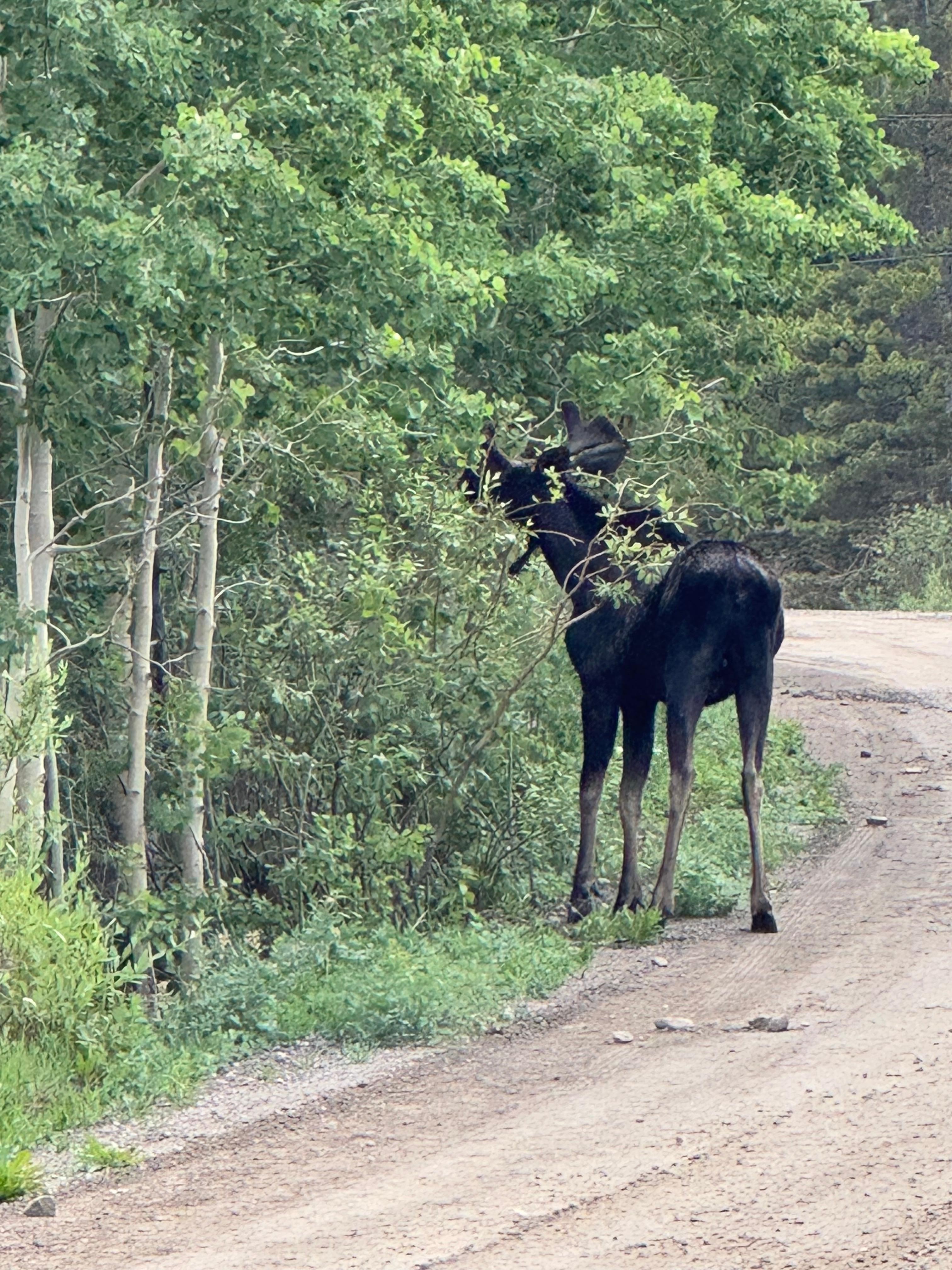 Moose on the road close to the cabin 