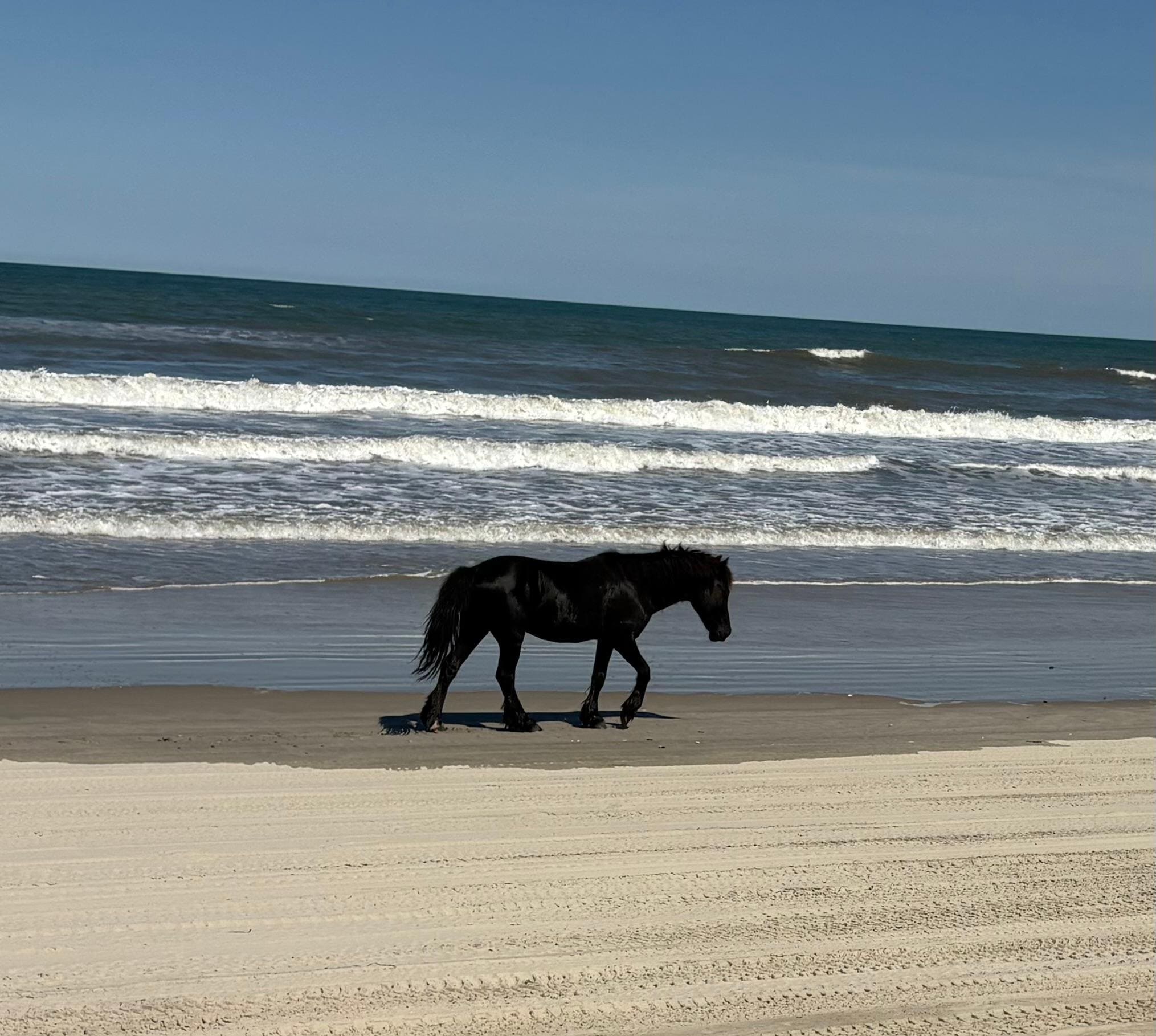 Wild horse tour