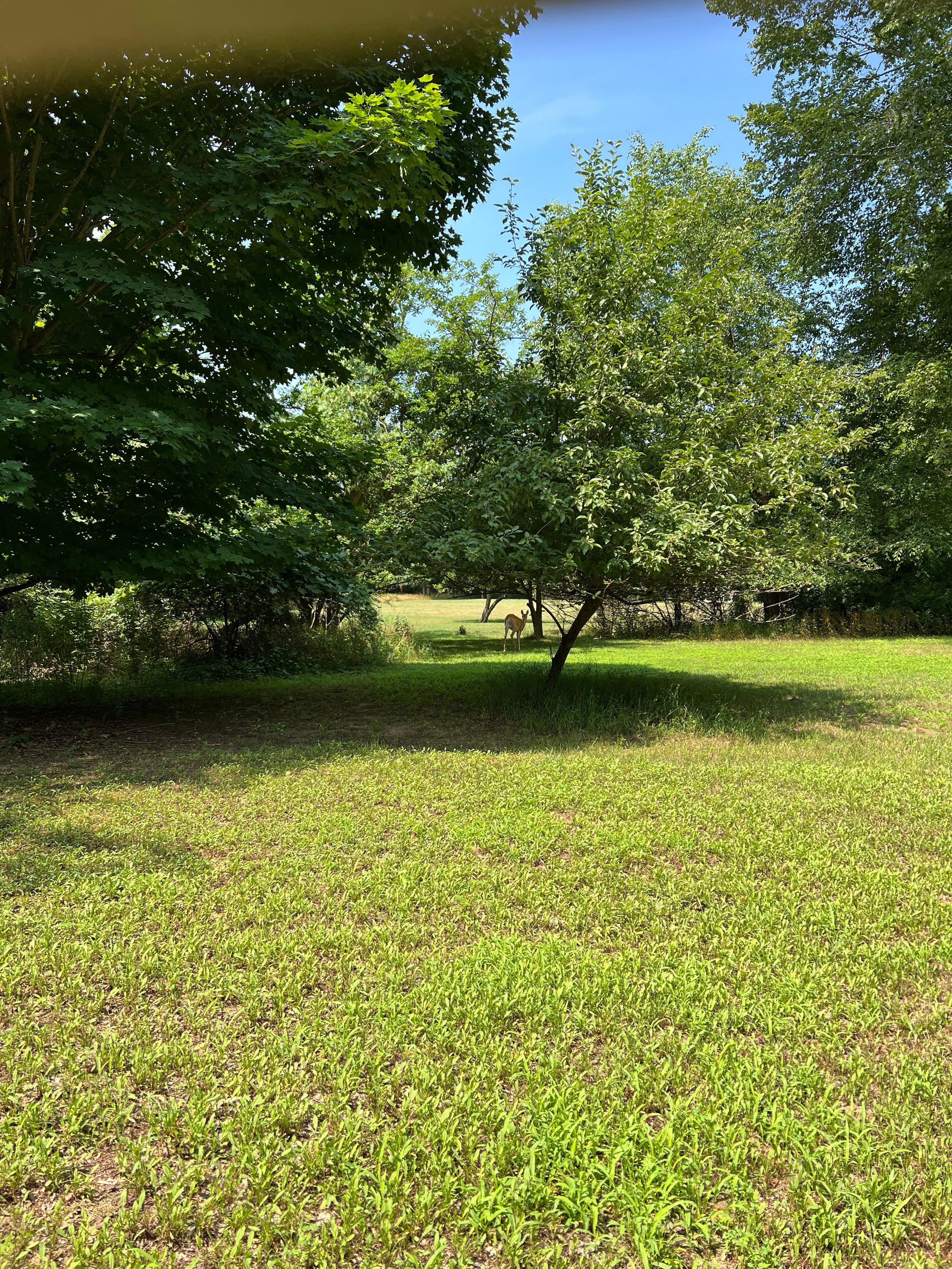 View from the backyard