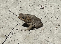 There is a a lot of night animals, such as this frog.