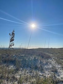 Sea oats at beach
