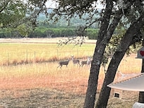 Morning visitors