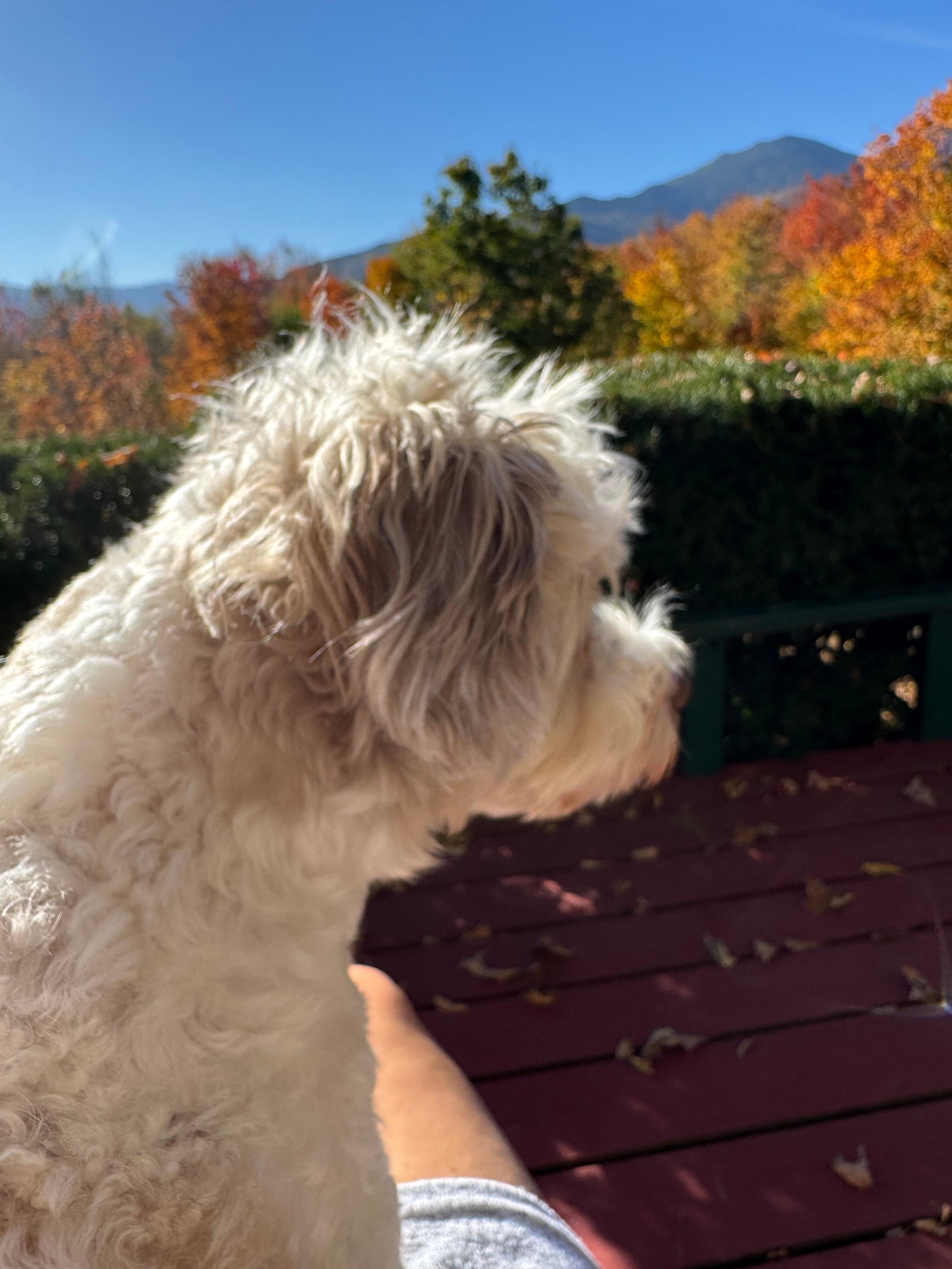 Morning coffee on the deck