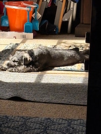 Resting after a hard day chasing seagulls at the beach