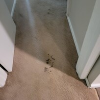 Stained dirty carpet
