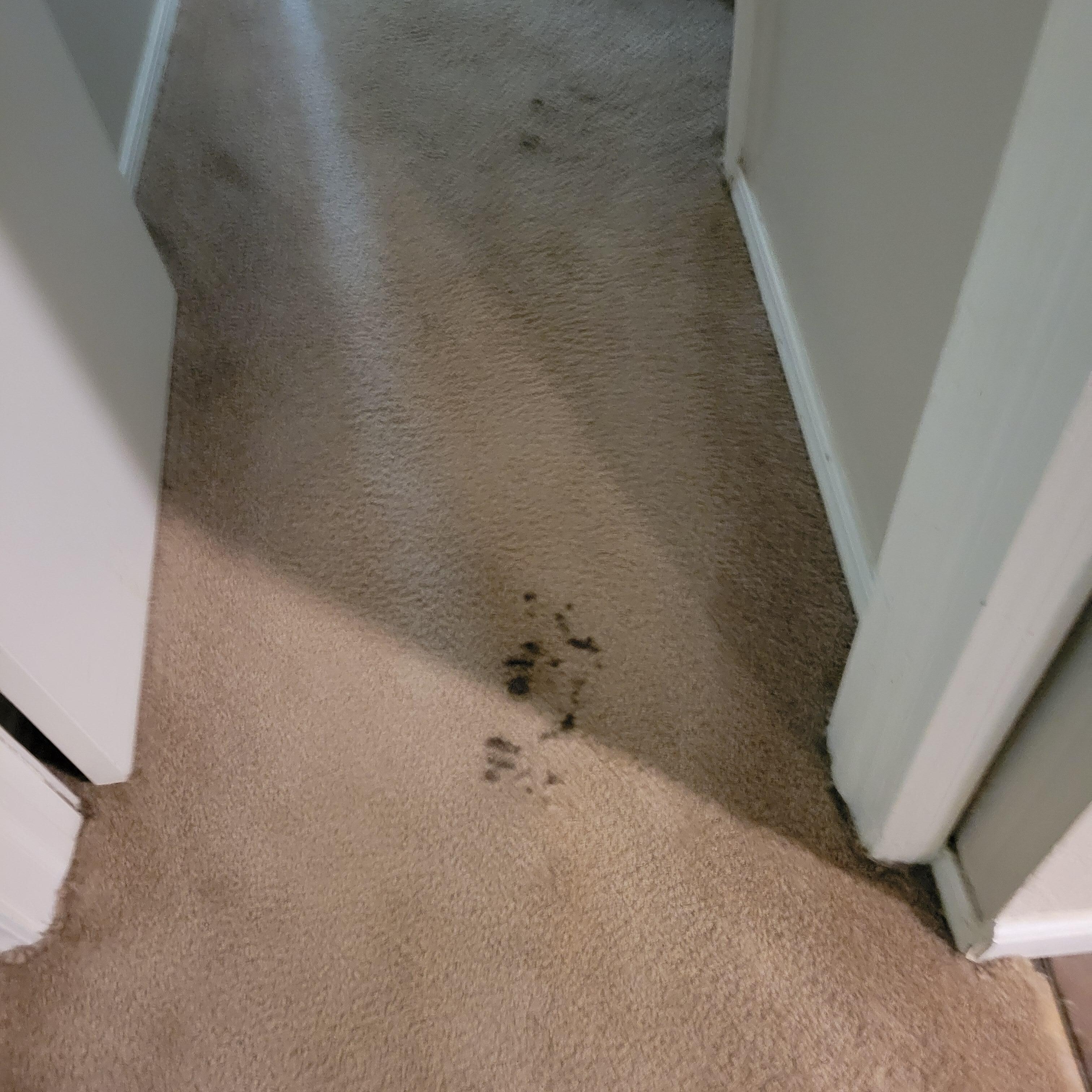 Stained dirty carpet