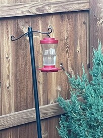One of our hummingbird friends