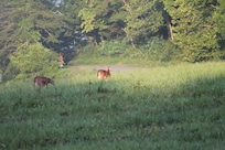 Cades Cove