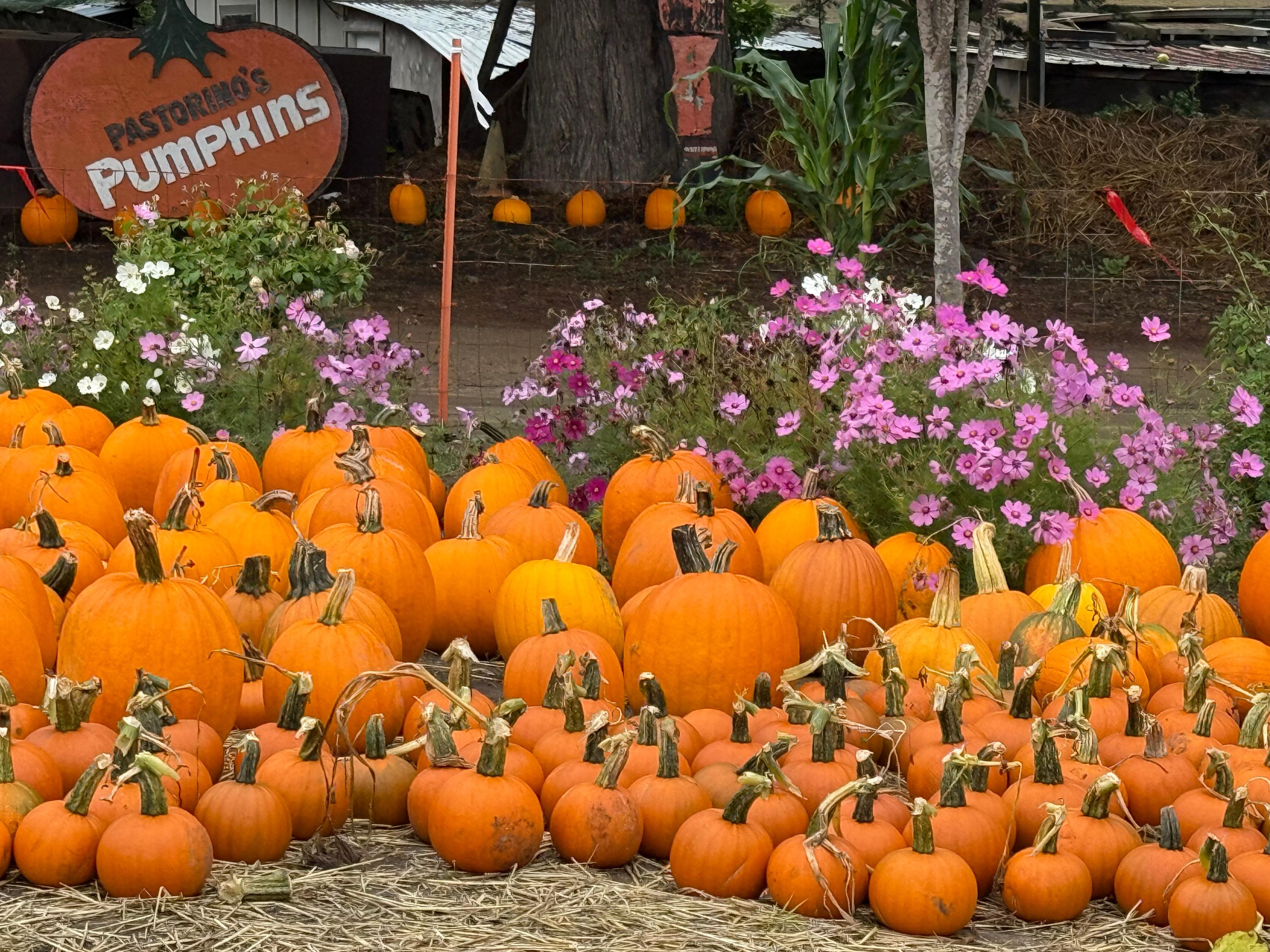 Fall pumpkins in Half Moon Bay.