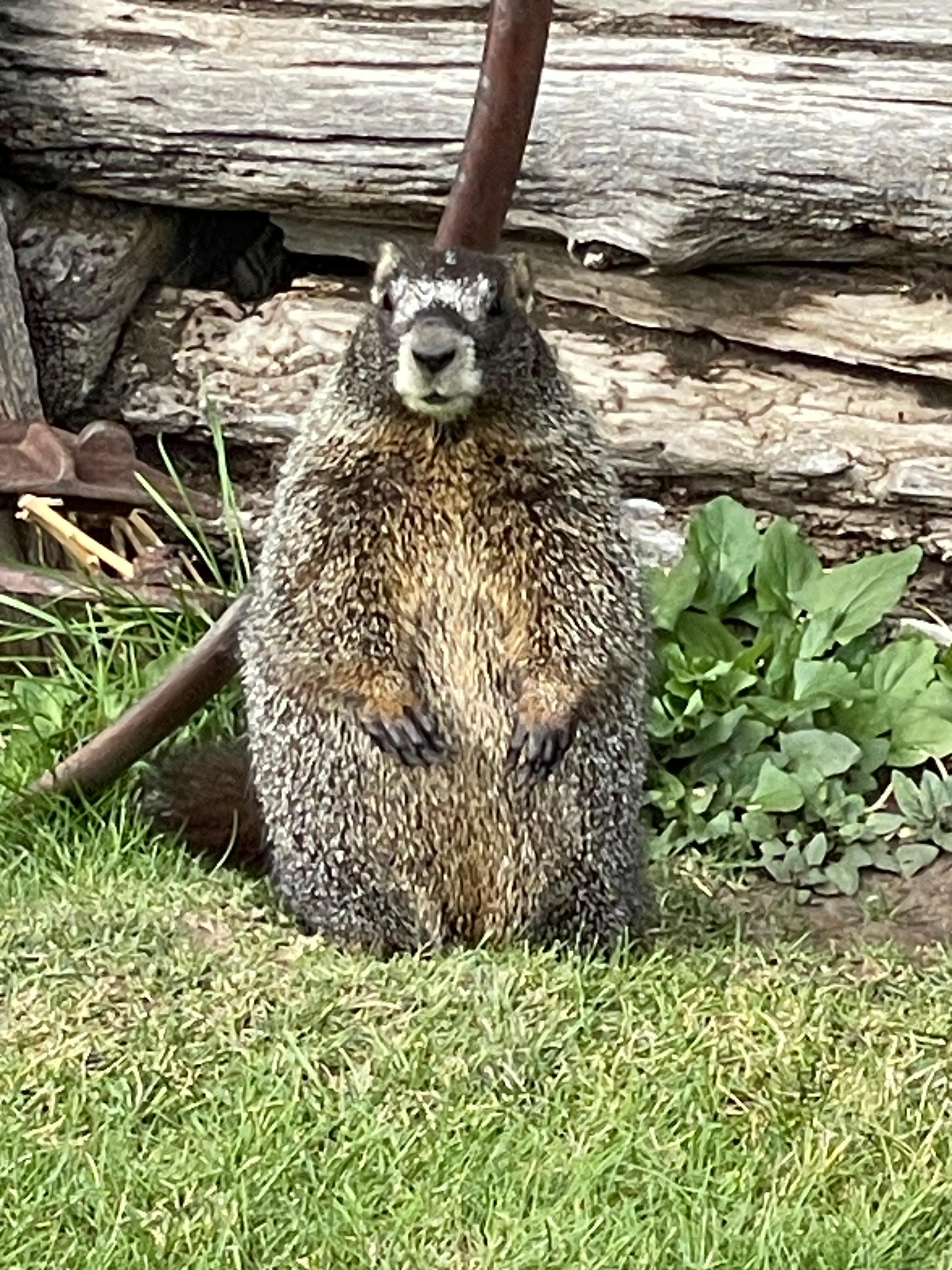 Golf course commentator 