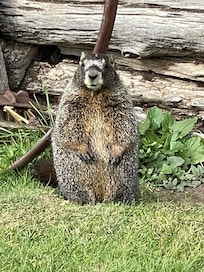 Golf course commentator