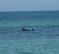 Got to see some dolphins