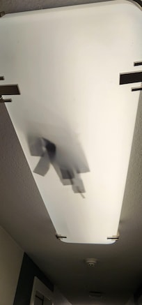 have no idea what this is in the light fixture