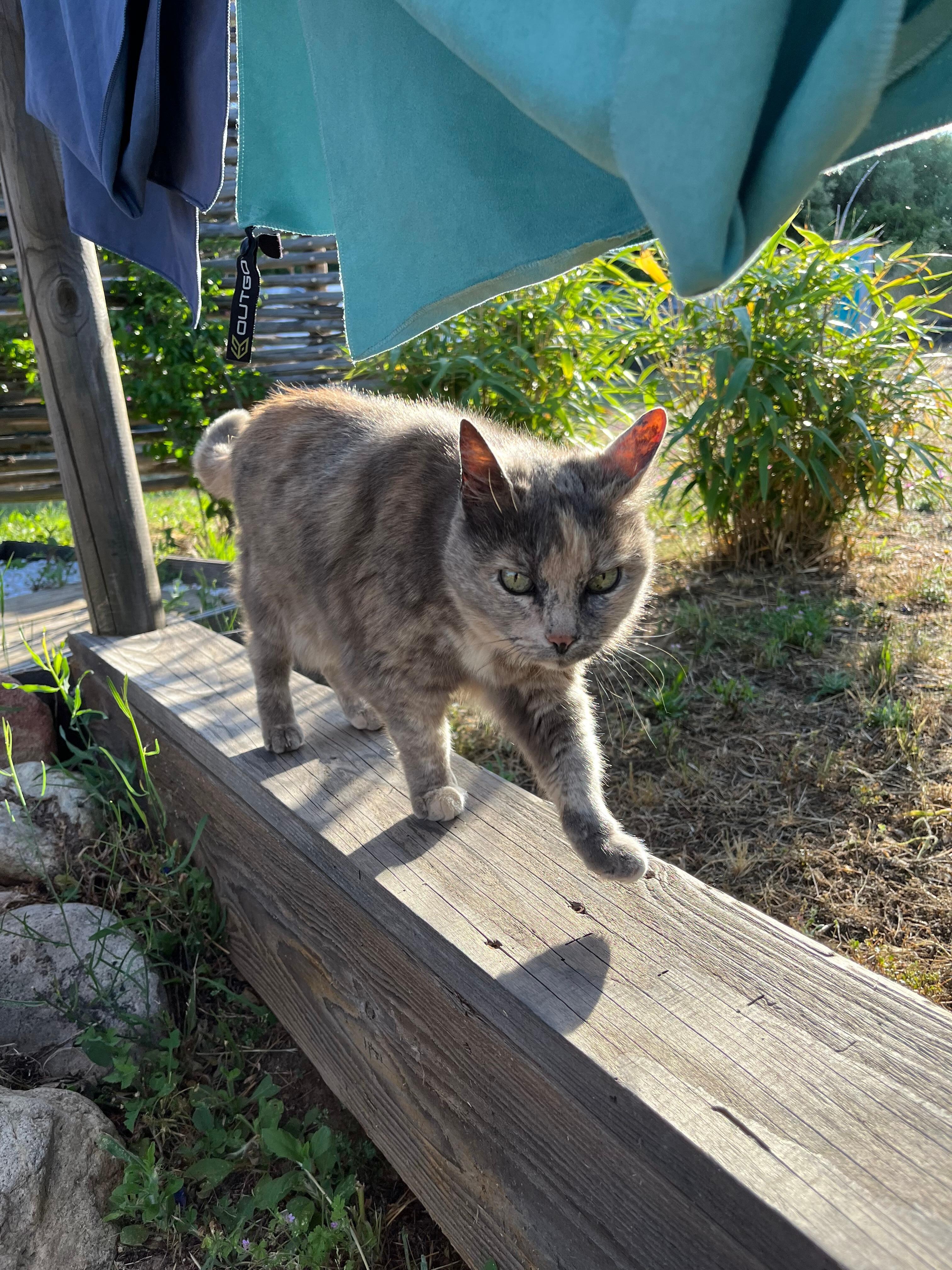 Die Katze kam oft zu Besuch.
