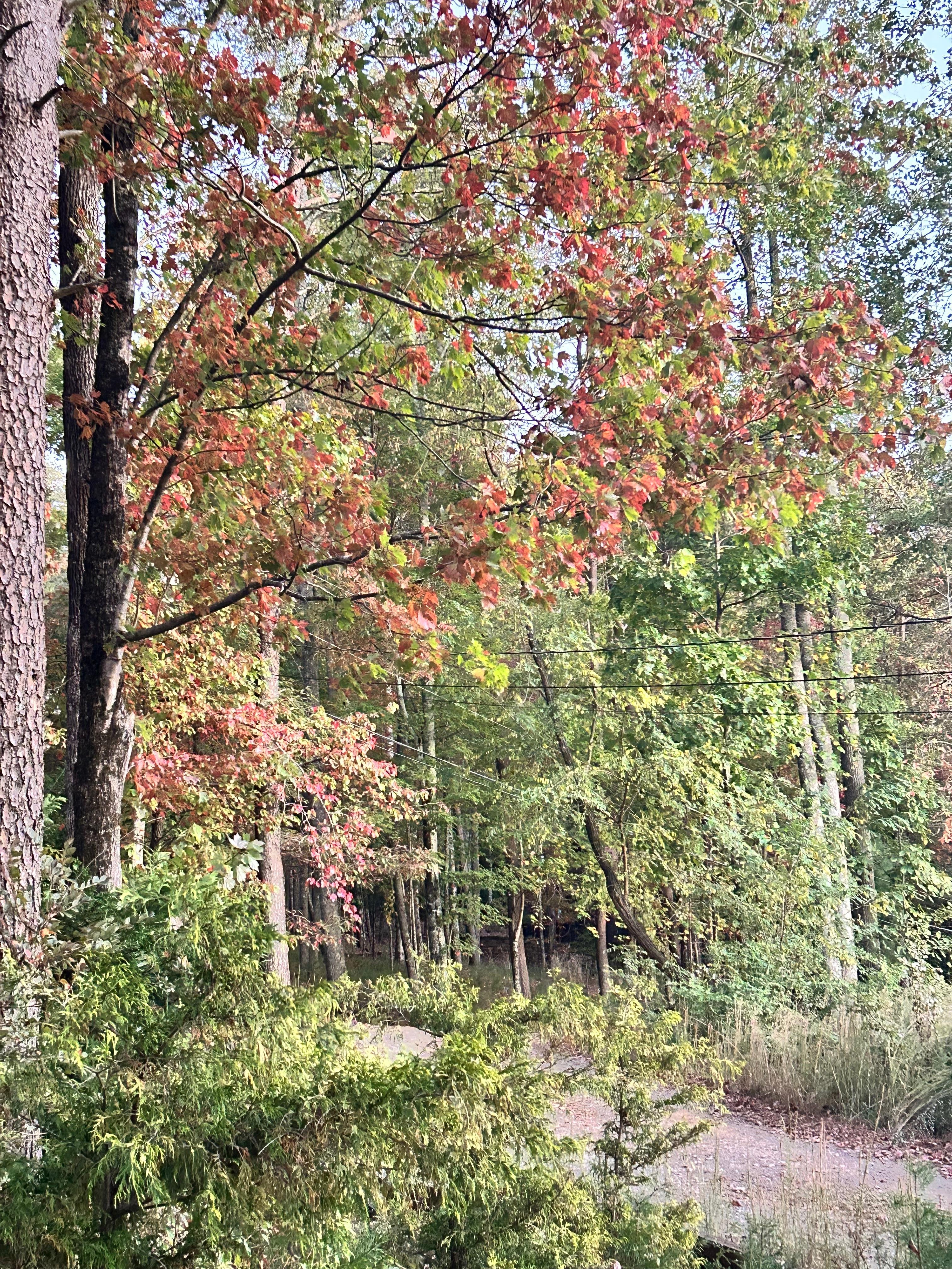 Leaves were just beginning to change