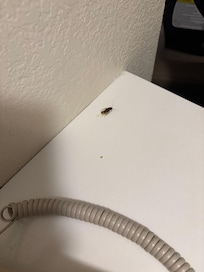 Roach on middle table while I was working on my laptop