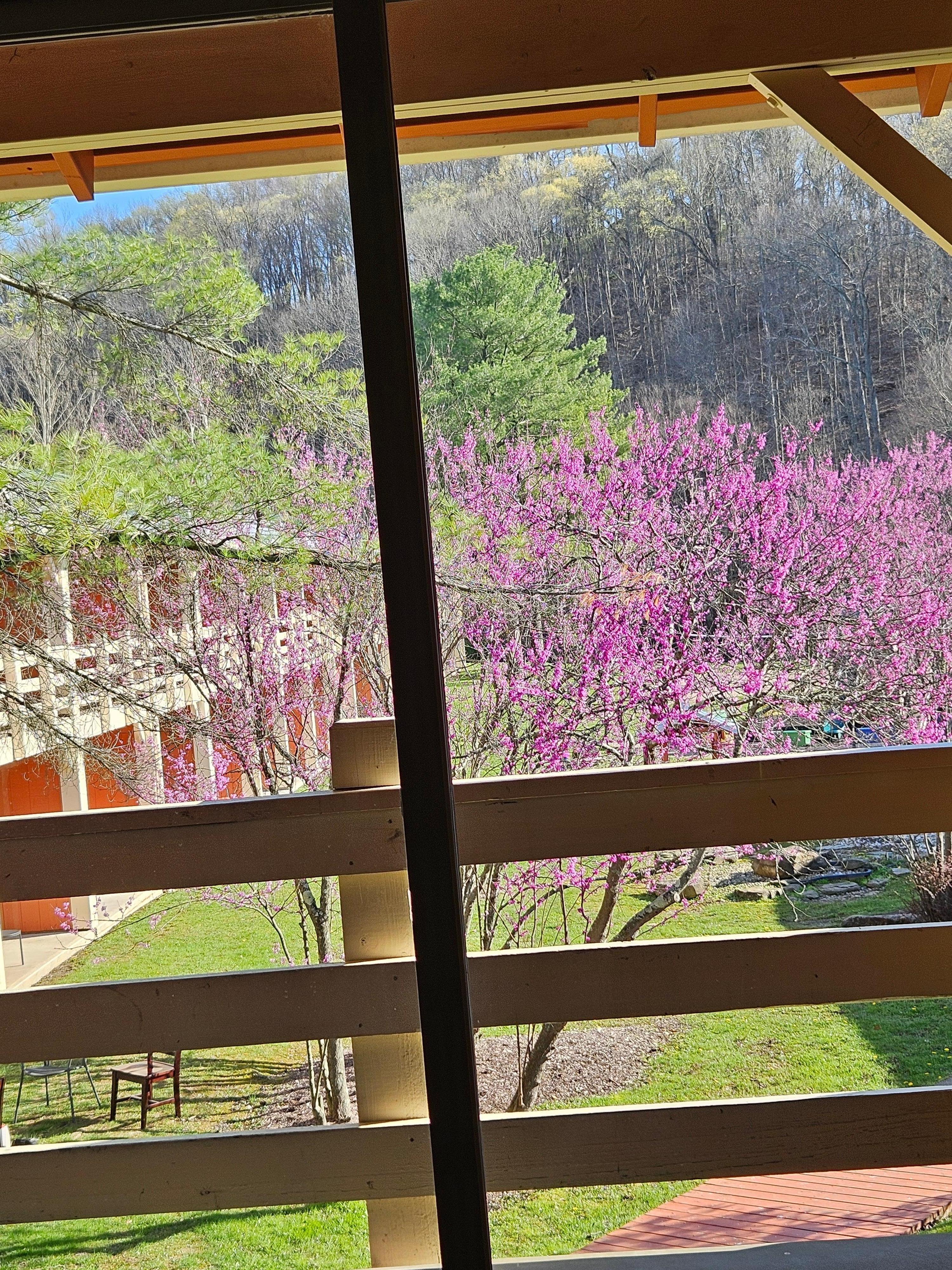 View from our room in April.