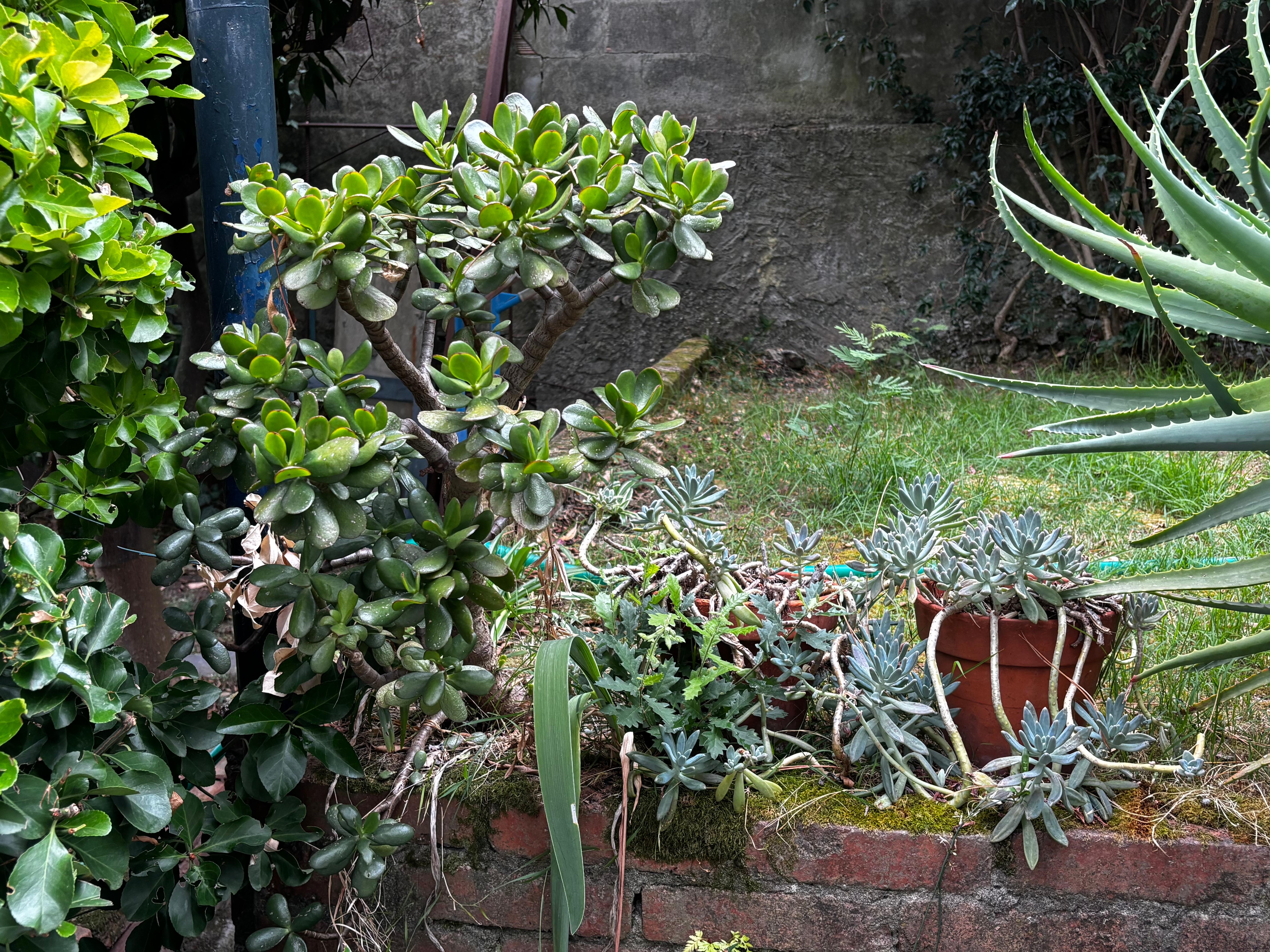 Blick auf die Begrünung des Gartens 