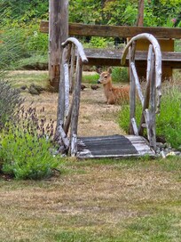 Sweet morning visitor