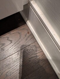 Roaches on the floor