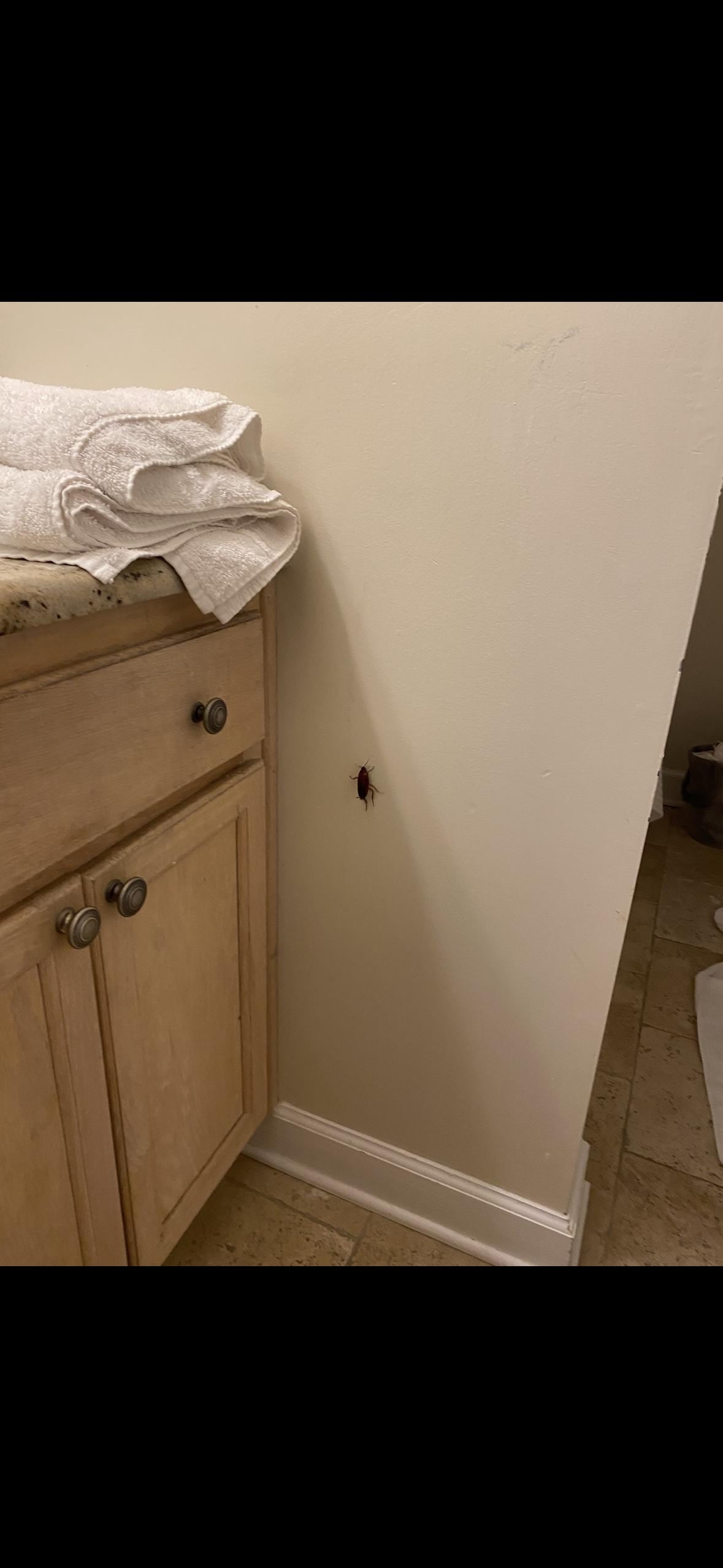 Roach on wall in hall bathroom
